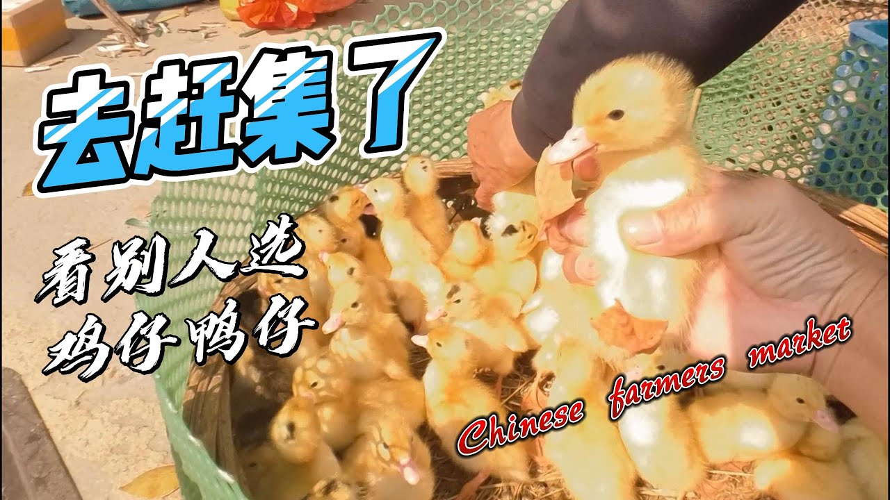 「烟火人间 · 赶集大狂欢」今天赶集看别人挑选鸡仔鸭仔，还有猫仔狗仔，很有生活气息与热闹场景 ，非常接地气的集市 #广州 #大熱門 #旅行