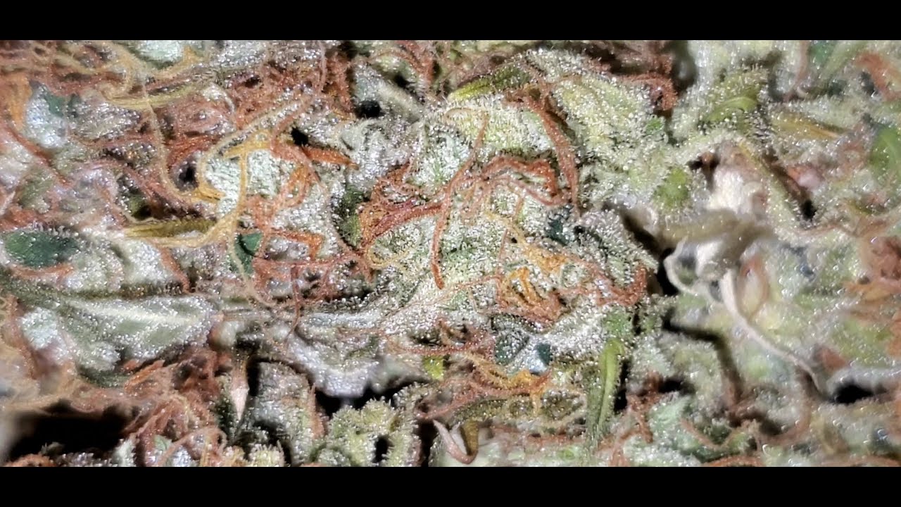 Gelato Strain. Indoor Grow , Bud Review ( TV420 ) 📺