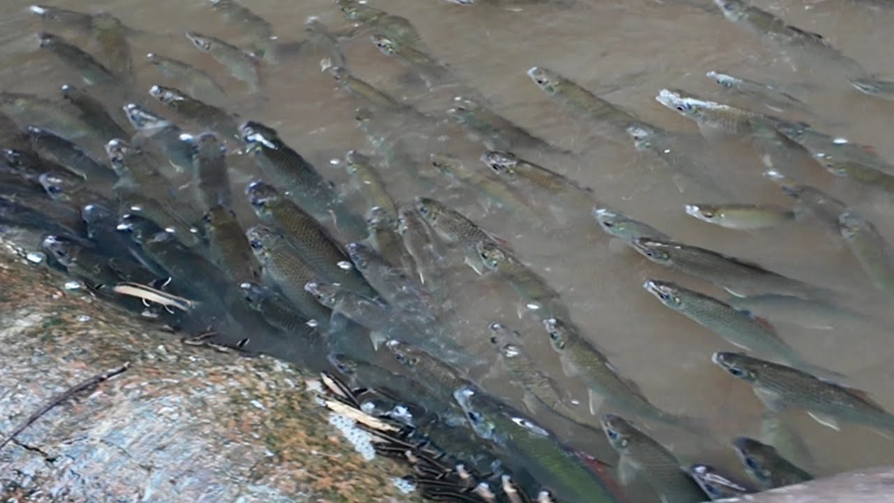 REJEKI SETELAH BANJIR TOTAL NYA 17 EKOR IKAN TOMAN 