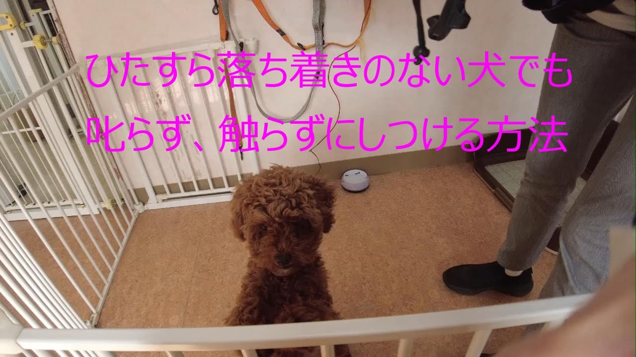 ひたすら落ち着きのない犬でも、叱らず、触らずにしつける方法