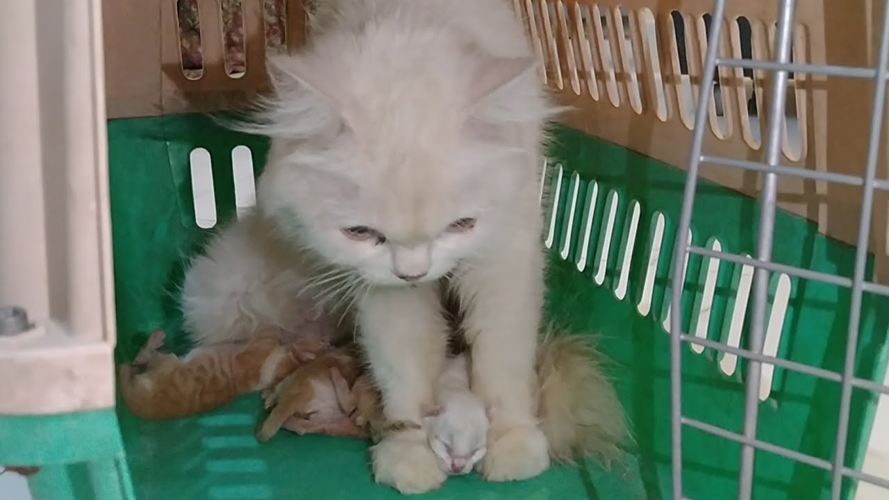 Mother Cat Finally Accepting Her Newborn Kittens And Feeding Milk To Them