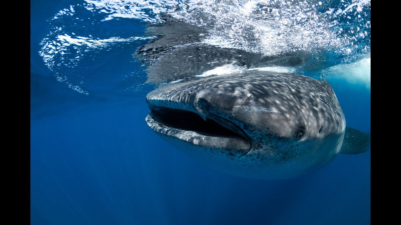Swimming with Whale Sharks, Cancun Mexico.