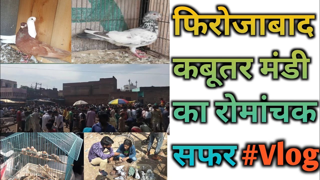 फिरोजाबाद की कबूतर मंडी | Firozabad kabutar Mandi | Kabutar Mandi | Firozabad kabutar | Kabutar |