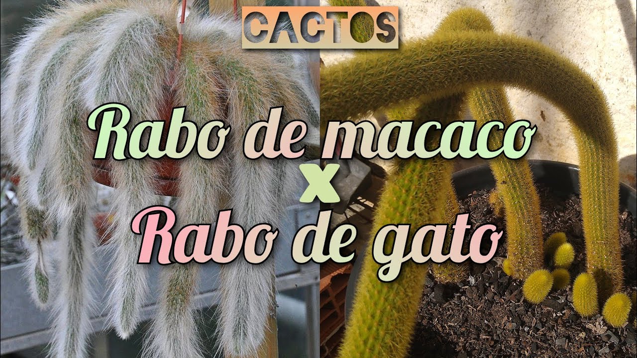 DIFERENÇA ENTRE CACTO RABO DE GATO E CACTO RABO DE MACACO / Jardim de Suculentas