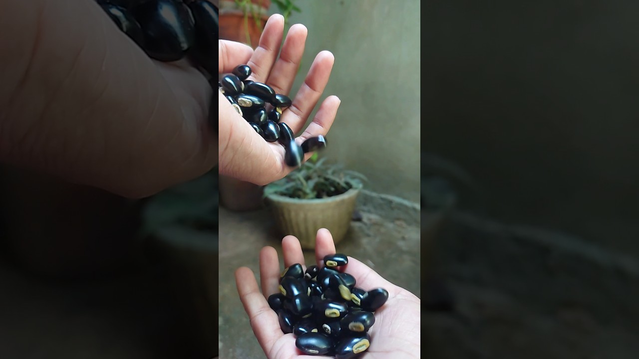 Mucuna pruriens seeds 👩&zwj;🍳👩&zwj;🍳 Velvet bean @shasdailyvlogs-i5p #velvetbean #seeds