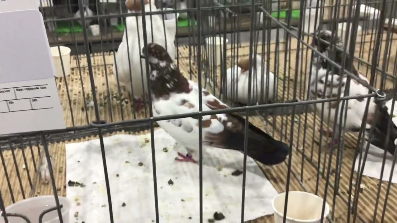 Portuguese Tumblers on display Reading Pigeon Association Show