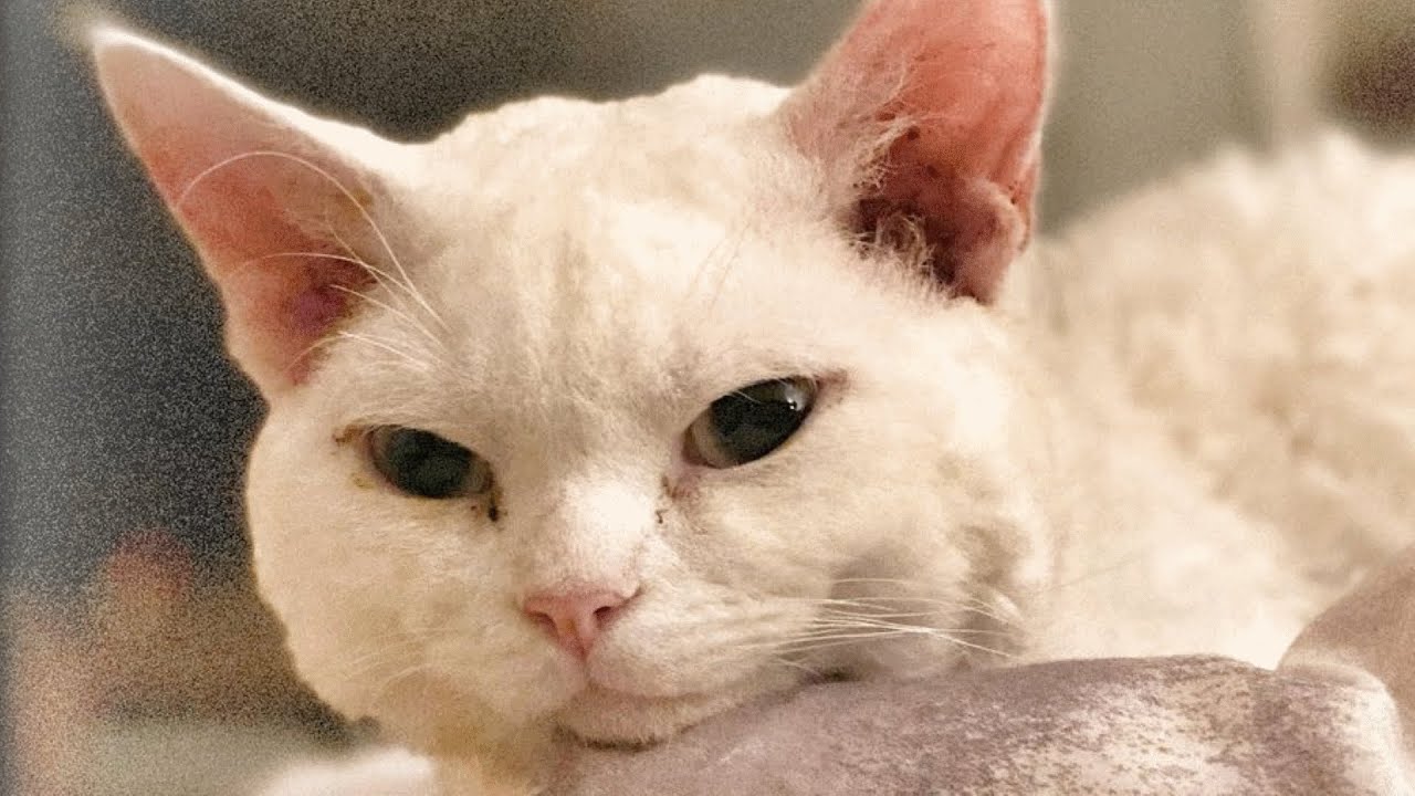 Disabled cat gently meows for human mom