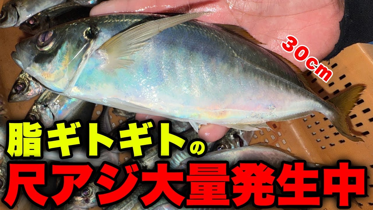 【速報】脂ギトギトのメクリアジが大量発生中、尺サイズも混じり入れ食い状態に、、デカいアジが無限に釣れる場所と釣り方を徹底解説します。