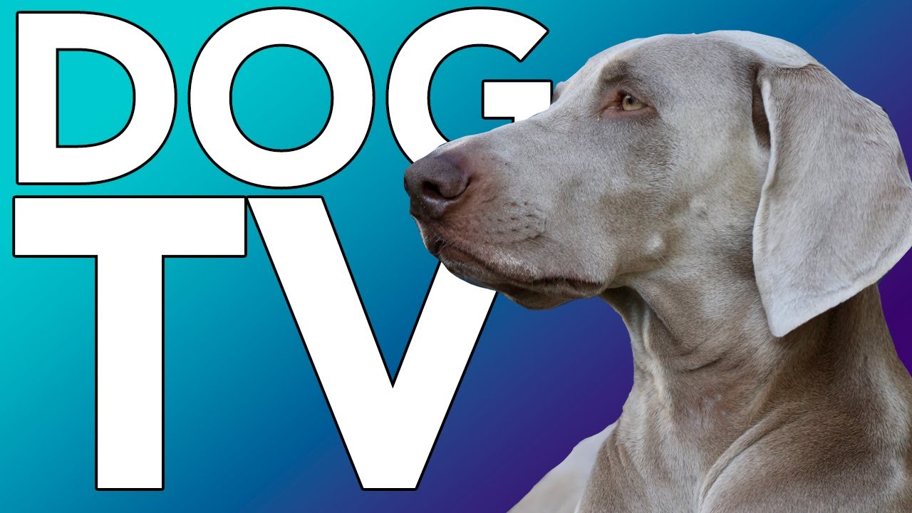 TV FOR DOGS! HOURS of Entertainment for Bored Dogs + Relaxing Music!