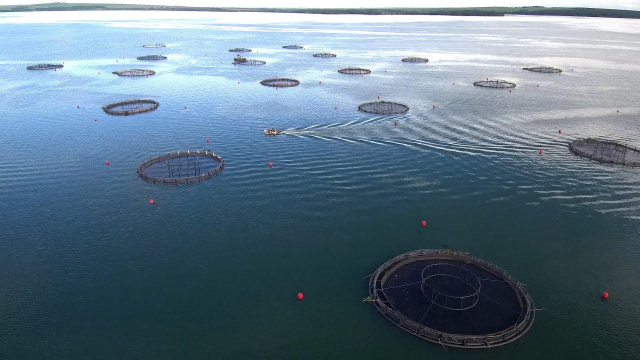 A produção de tilápia no Rio Paraná (tanques-rede)