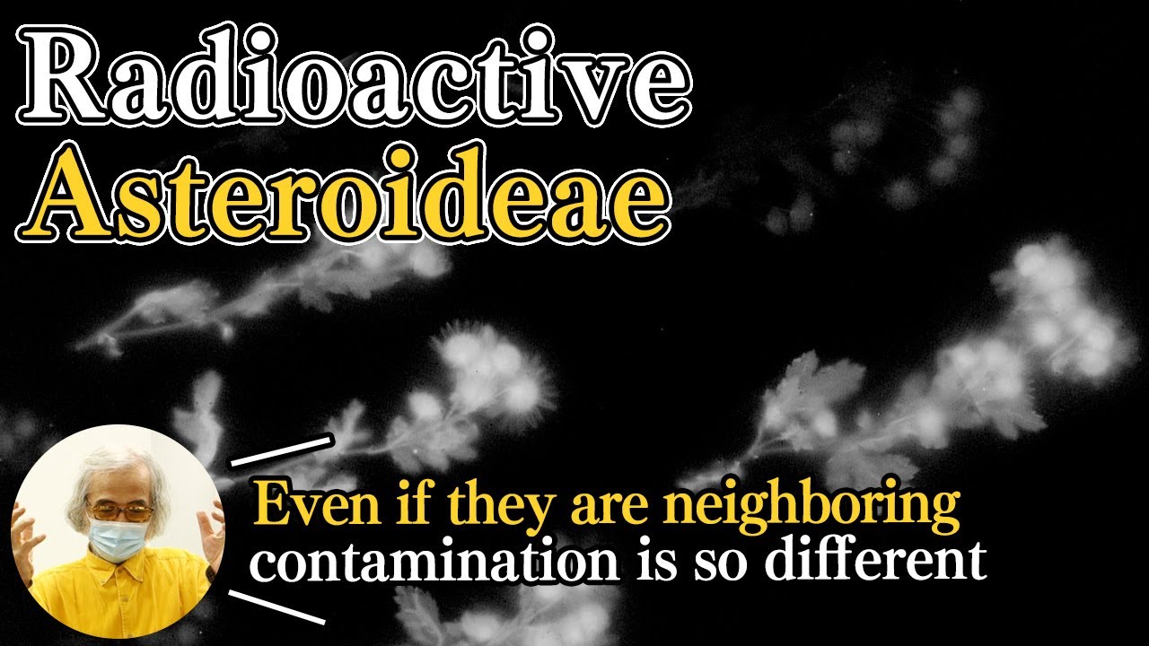 #24 Radioactive Asteroideae