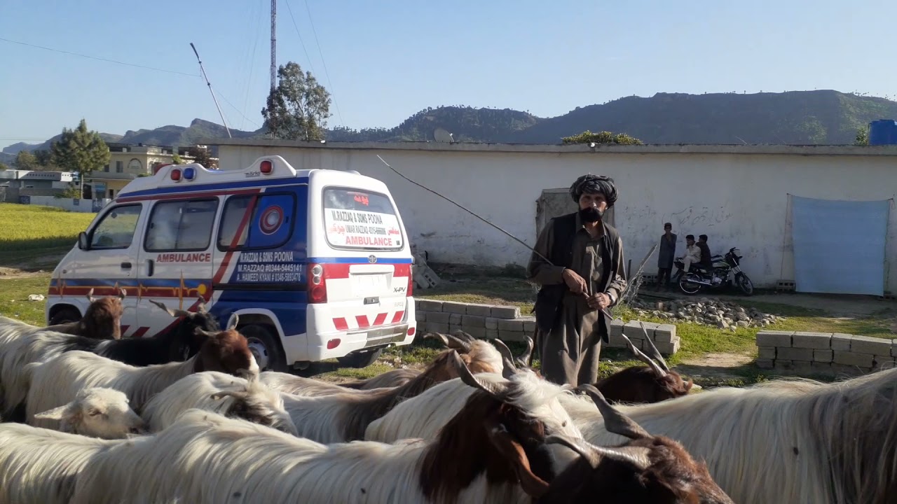 بکروال قبیلہ وادی سماہنی سے مظفرآباد رواں دواں