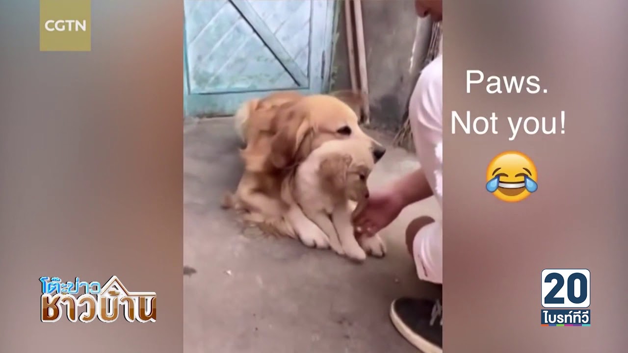 น่ารัก! โกลเด้นตัวพ่อกลัวถูกพรากลูก เอาตัวบังไม่ให้เจ้านายจับ | โต๊ะข่าวชาวบ้าน | 21 พ.ย. 60