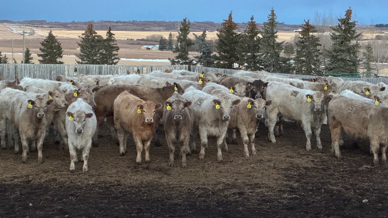 Bear Spring Ranch - 1000# July Delivery Grass Heifers - 120 Head (Airdrie, AB)