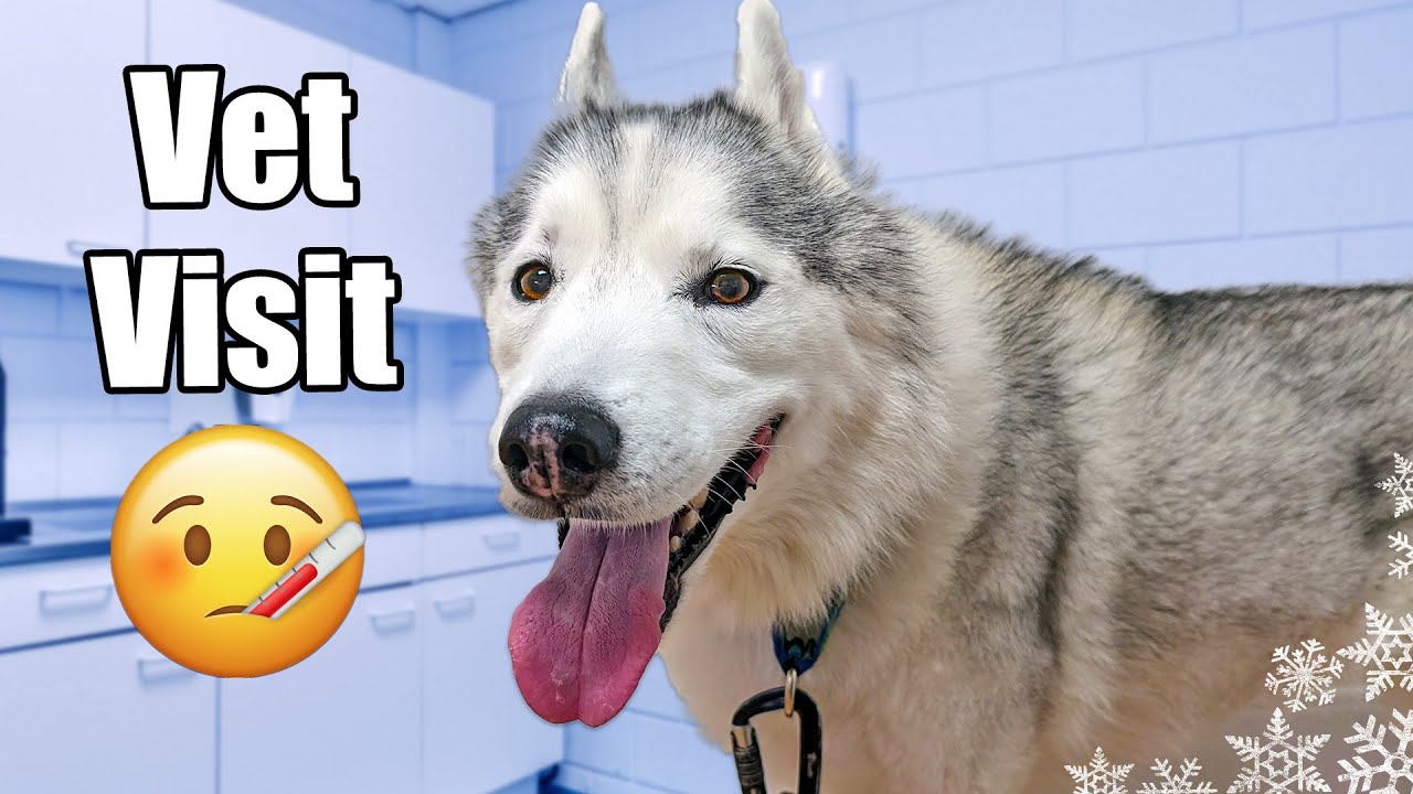 Везу хаски к ветеринару 🤕 Что случилось?