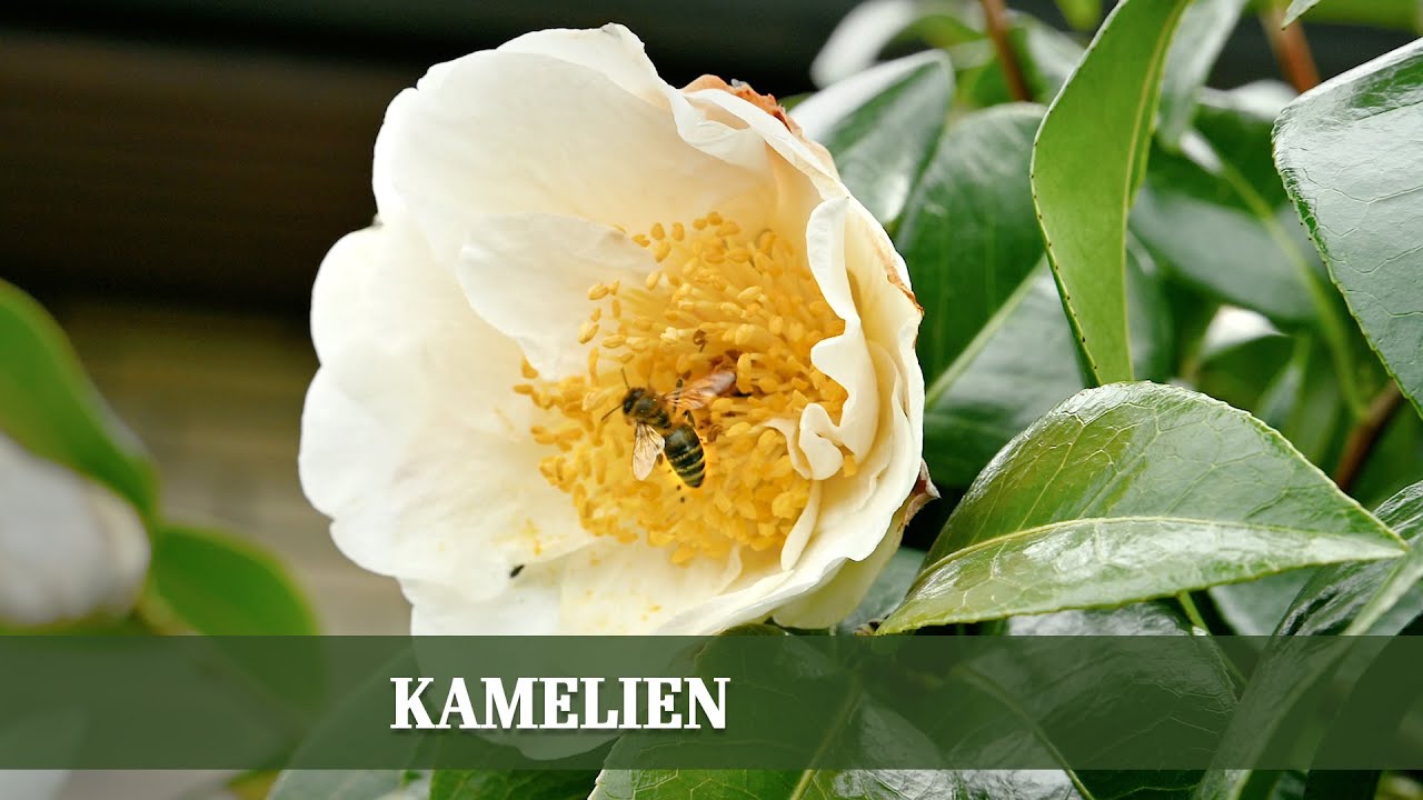 Geheimnisse der Kamelien: Sch&ouml;nheit, Geschichte und Pflege