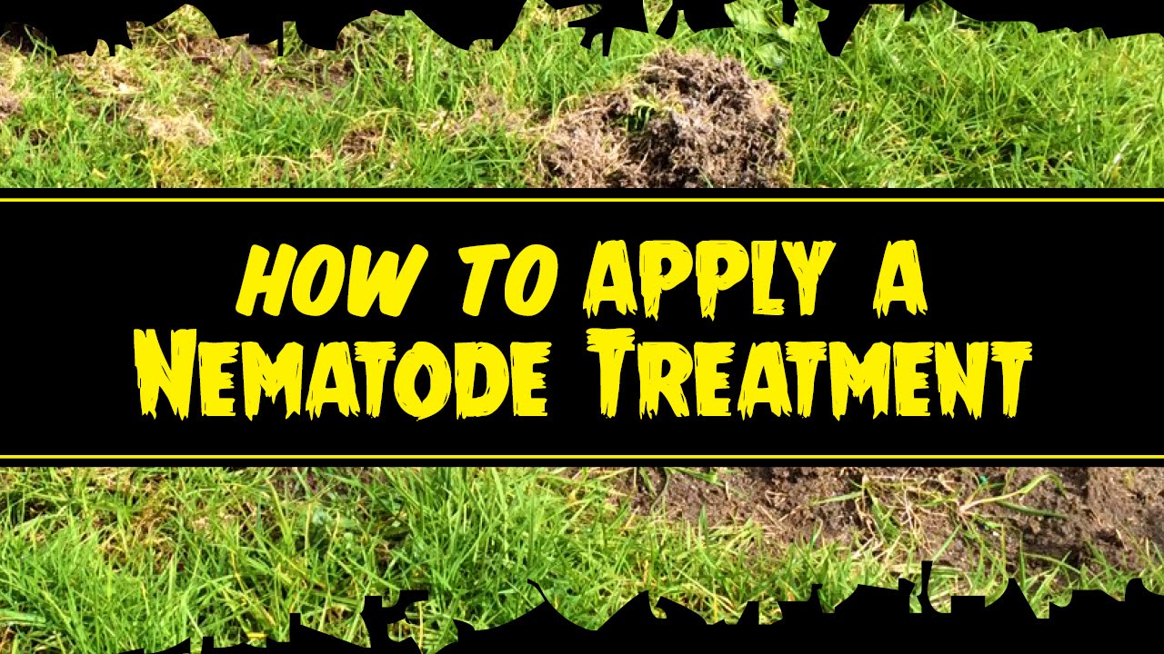 Beetle Mania - How to apply a nematode treatment