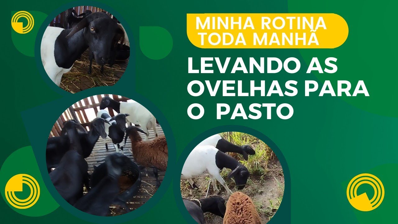 Minha rotina toda manhã colocando as ovelhas no pasto #ovelha #vidanaroca #ovinos