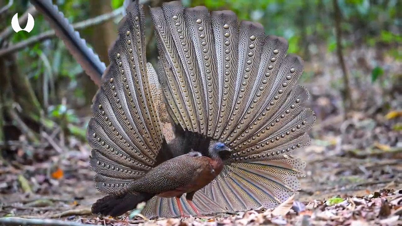 Kuau Raja: Burung Eksotis Dari Indonesia Berjuluk 100 Mata !