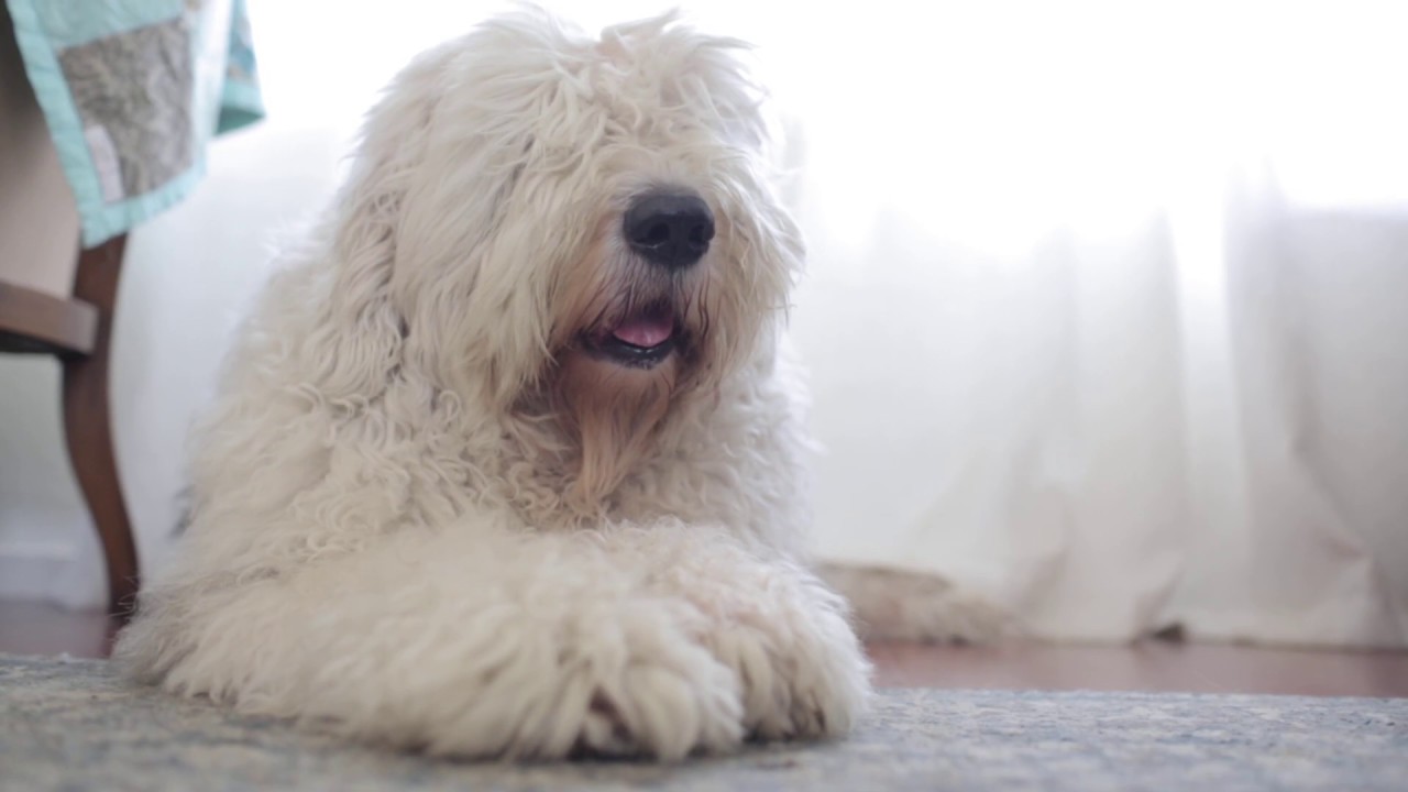 Old English Sheepdog Waiting for Owner to come Home┃#ourdogWallace┃Ed&Mel