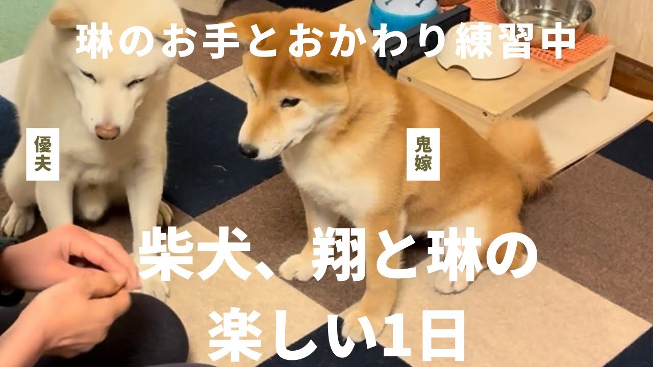 お手、おかわり練習中