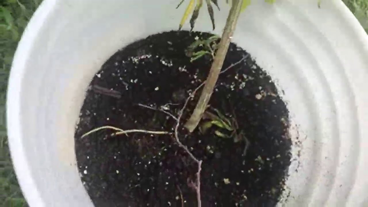 2020 Ghetto Grow: Look What Happened To My Marijuana/Cannabis Plants After My Trip From Miami