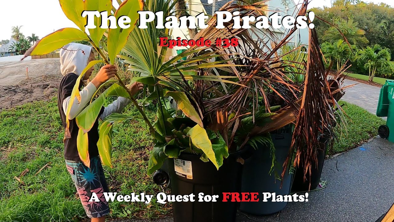 Finding FREE Plants Every Week! |The Plant Pirates Episode #38
