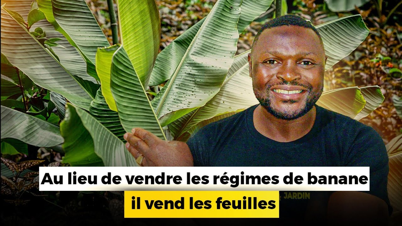 Multimillionaires en vendant les feuilles de bananiers 😳