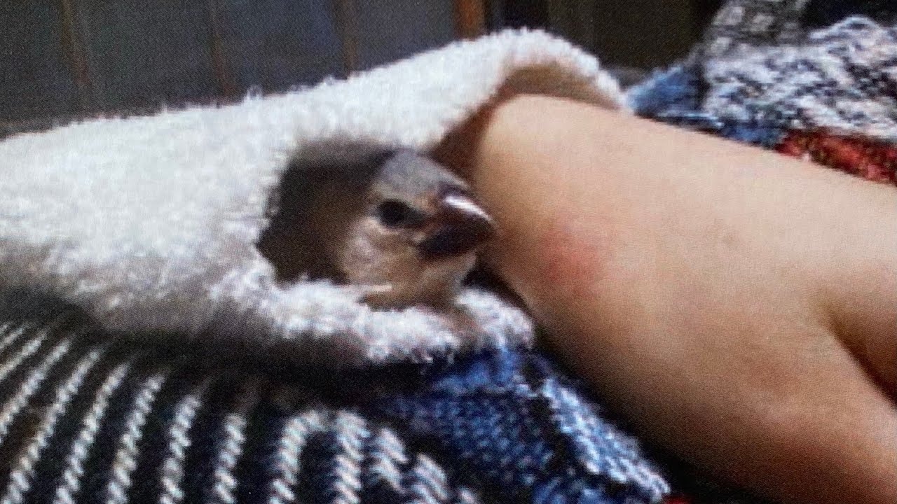 文鳥あずきをお迎えした時のこと【あずきの軌跡】