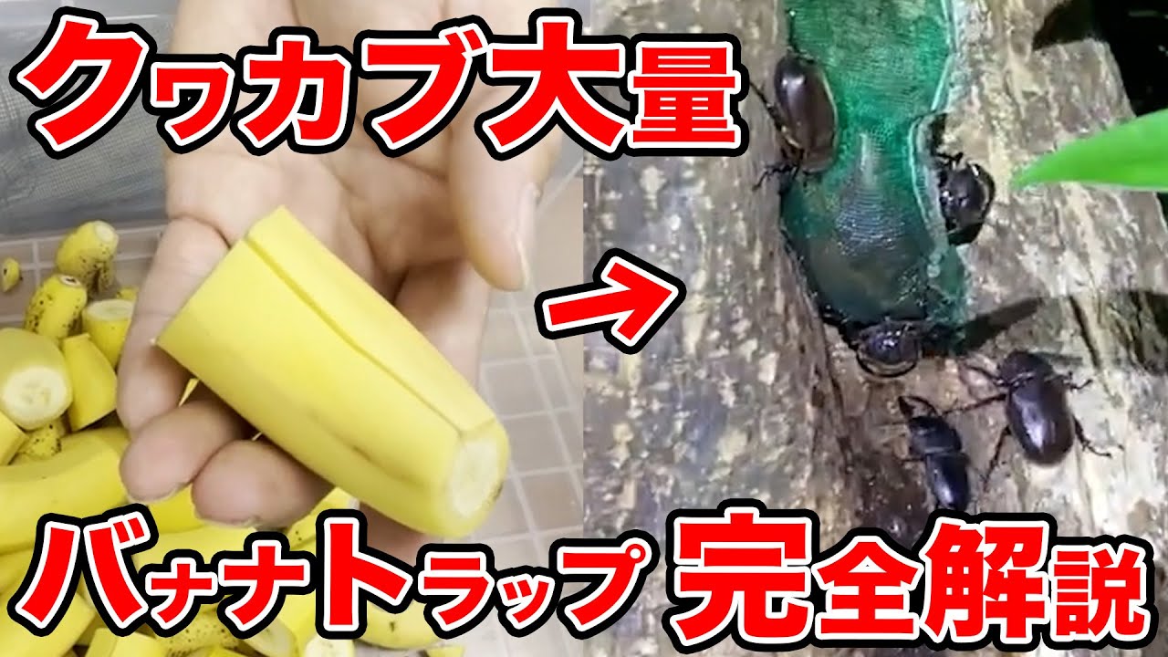 【最強昆虫トラップ】カブトムシとクワガタが大量に集まるバナナトラップの完全解説