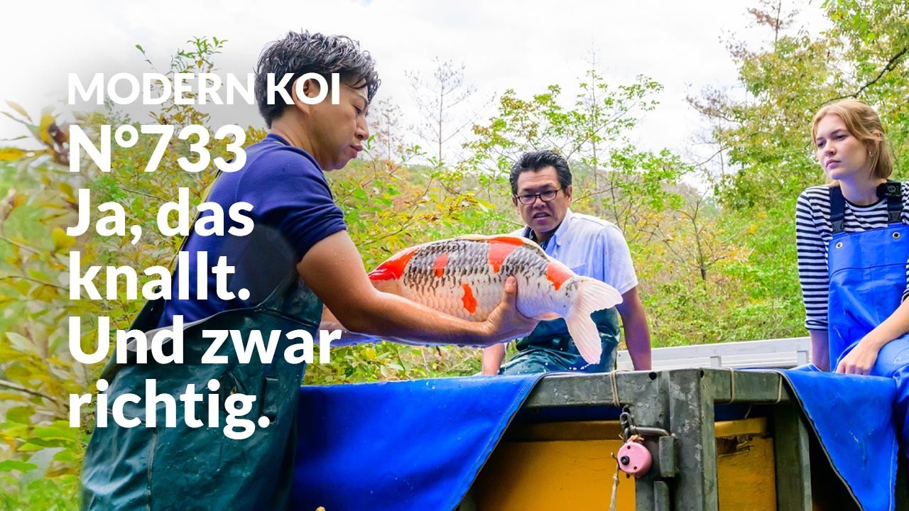 Alle Koi aus Auktion No. 733 im Detail erklärt | Konishi Koi News