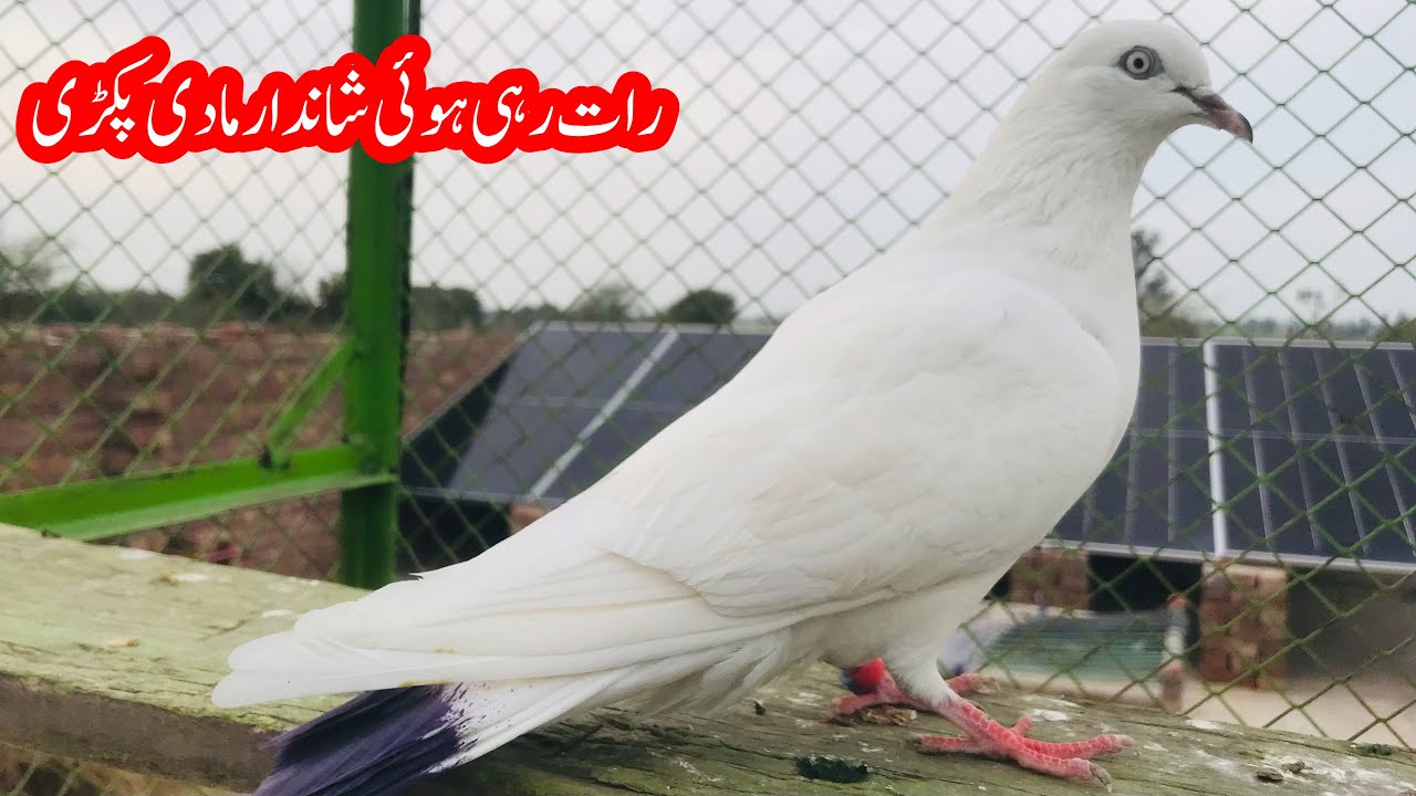 Raat Rahi Howi Shandar madi Pakri || Afzaal Pigeons