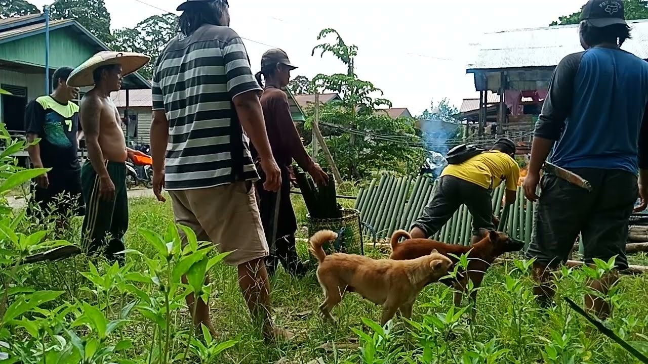 TRADISI MASAK LEMANG ORANG DAYAK KAYAN KALIMANTAN