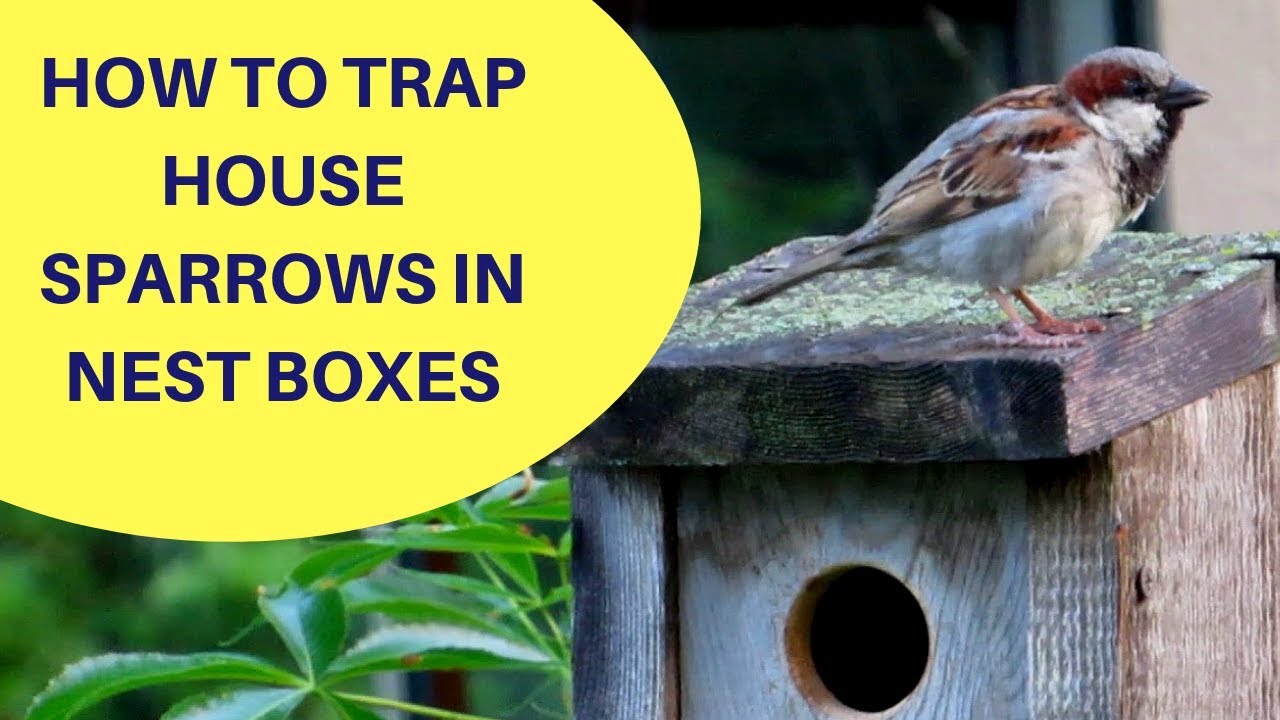 How to Trap House Sparrows in a Nest Box 2018