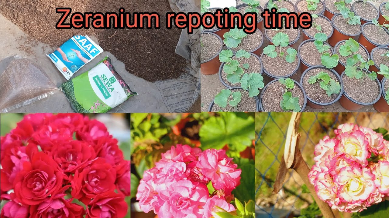 jeranium repoting&soil mixed 