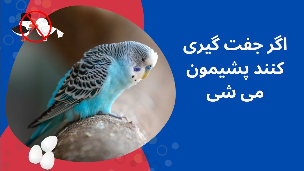 جلوگیری از جفت‌گیری مرغ عشق ها - budgies