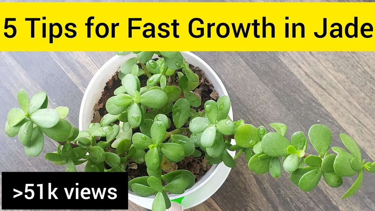 5 Tips for Lucky Jade plant care and fast growth/jade बढ़ेगा तेज़ी से, बस इन 5 बातों का रखे ख्याल