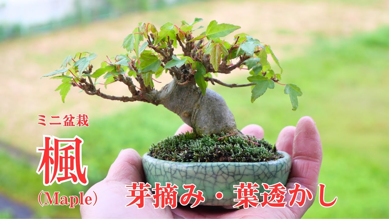 楓のミニ盆栽　芽摘みと葉透かし・片葉刈り　Maple　#17