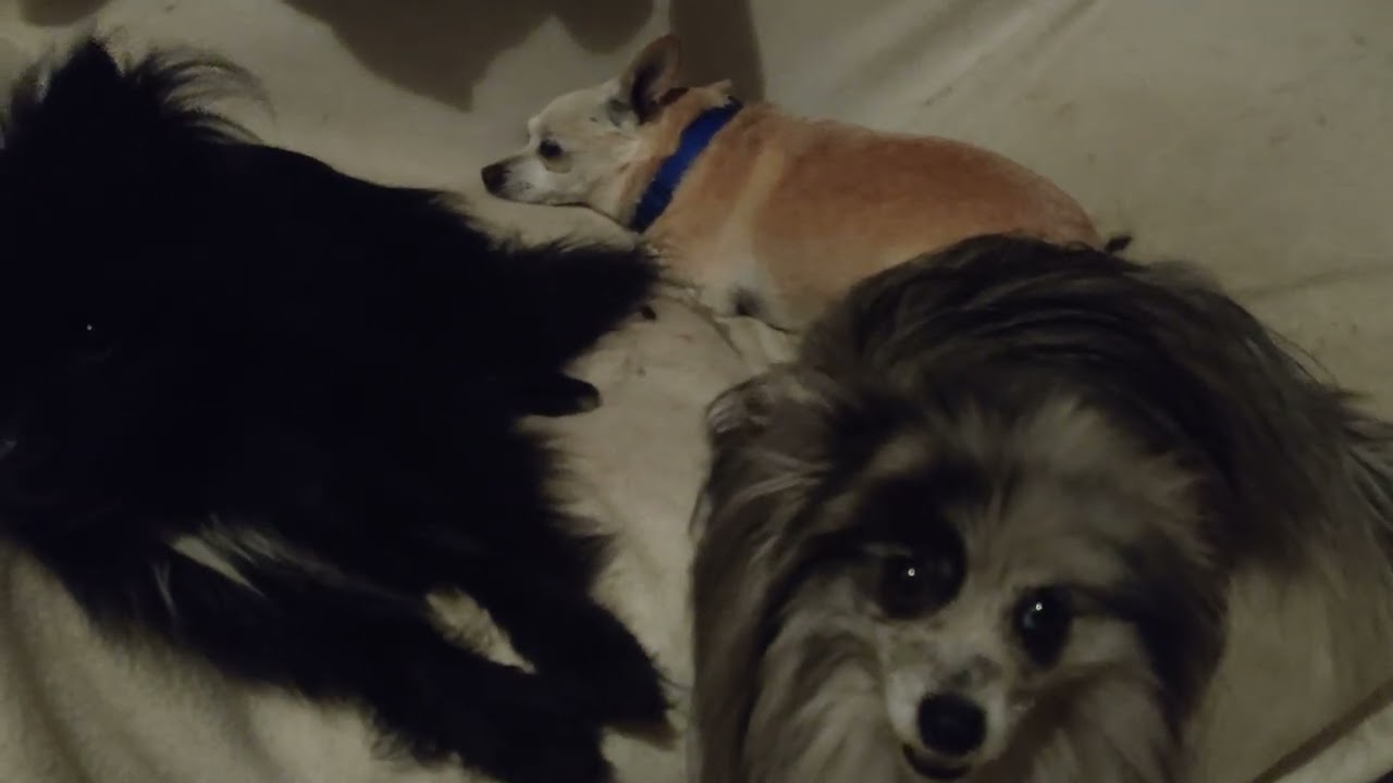 How do I get my dog to trust me?