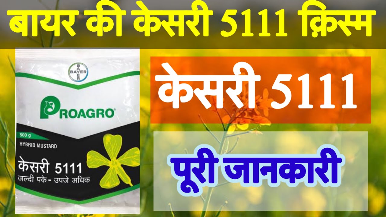 BAYER KESARI 5111 MUSTARD || BAYER 5111 SARSON || SARSON KI KHETI || BAYER MUSTARD SEED 5111 ||