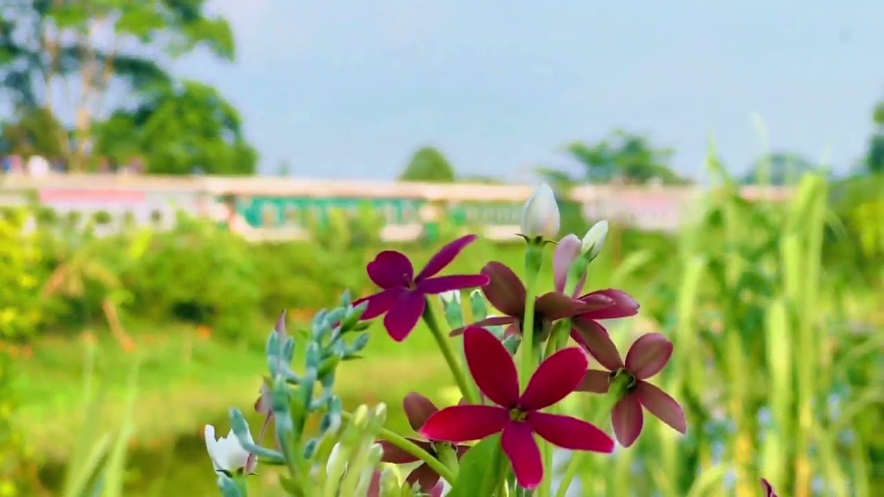 ভালো_লাগলে_সবাই_লাইক_কমেন্ট_শিয়ার_দিবেন