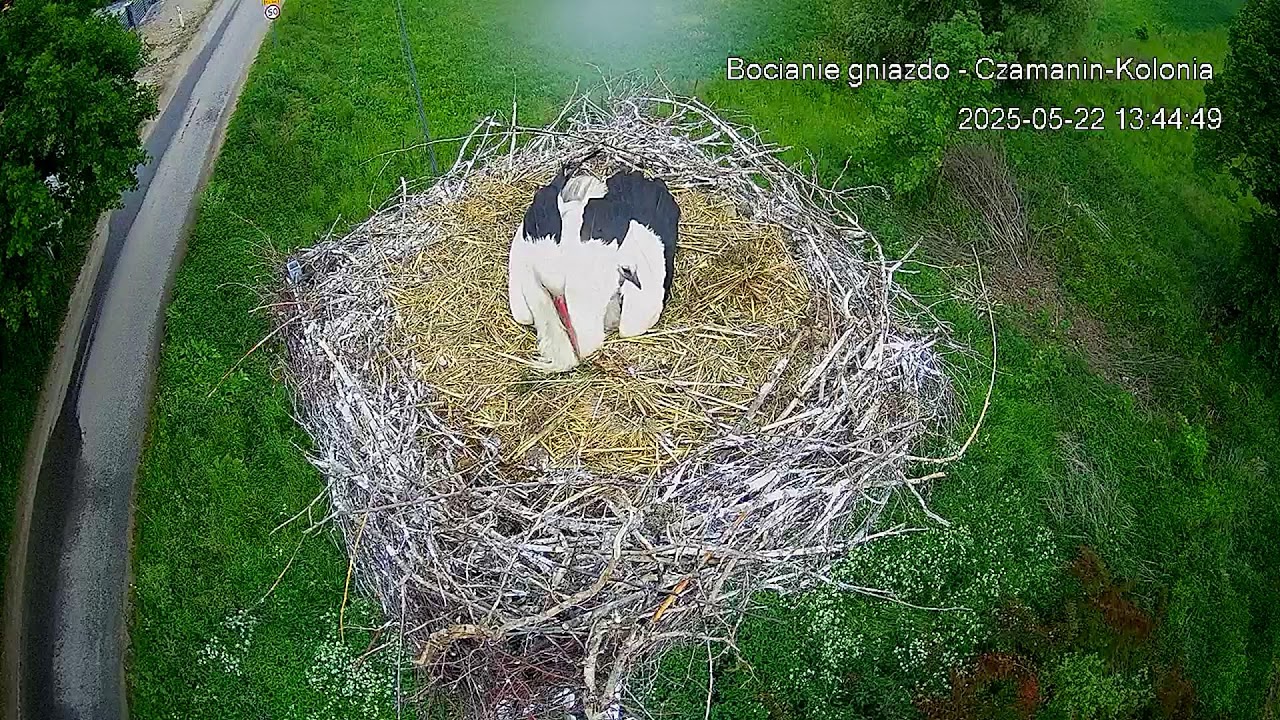 Gmina Topólka – transmisja na żywo