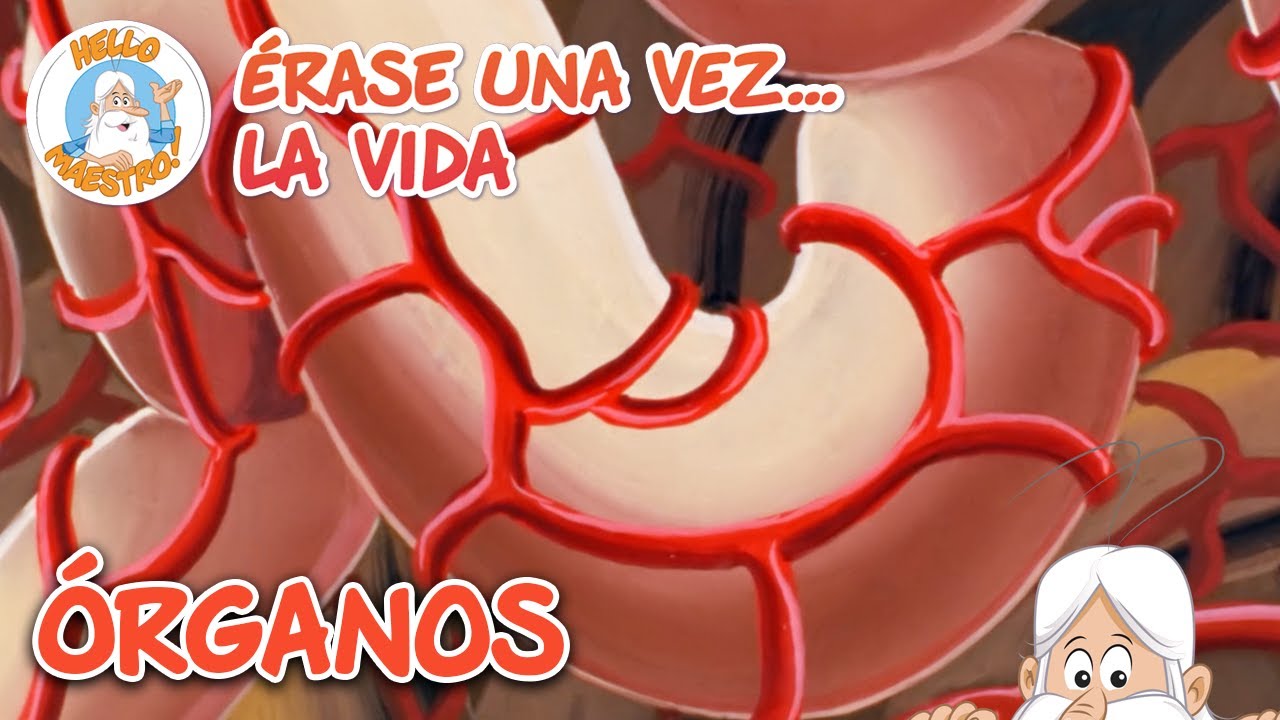 Órganos | Recopilación de Episodios | Erase Una Vez... La Vida