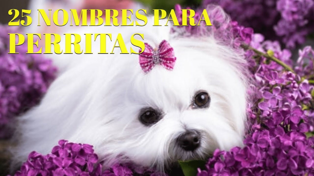 25 bonitos nombres para PERRITAS