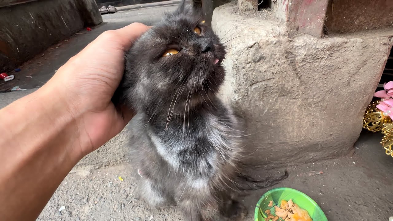Someone Must Have Abandoned Her… Poor Kitty Looked So Weak😿