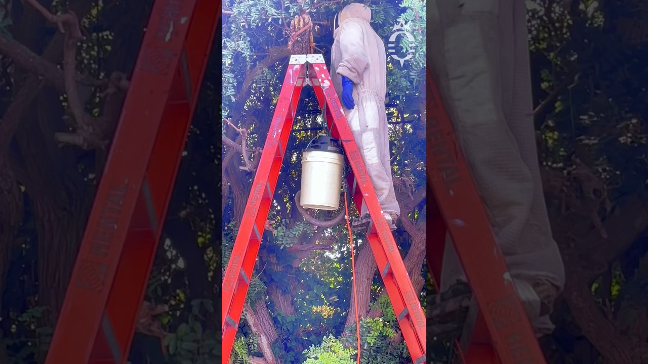 open air #beehive in Los Angeles - Live Bee Removal