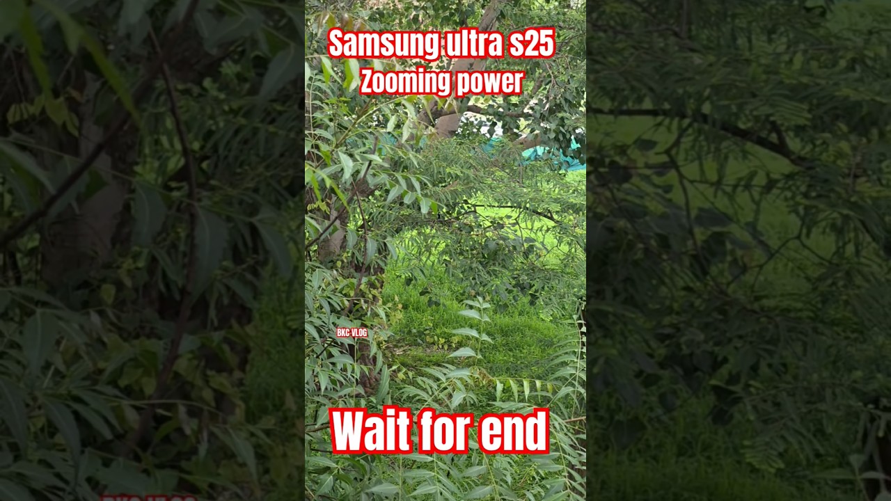 small cute birds 🐦 ultra zooming power video quality #bkcvlog #minivlog #shorts #birds #tranding