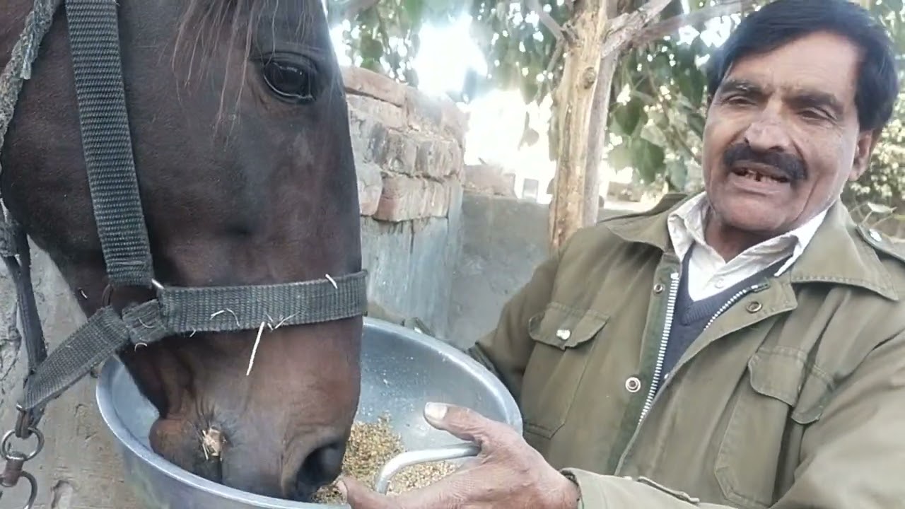 ghode ka masala.