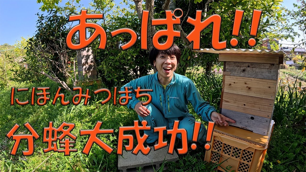 新しい巣箱に分蜂大成功！あっぱれ!!