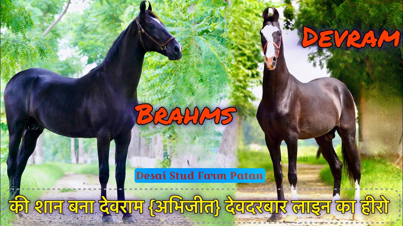 ब्रीडिंग और ईमानदारी की मिसाल बना गुजरात का Desai Stud Farm